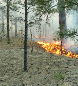 Surface fire consuming dead and down logs, grass and forest litter