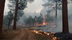 Crews burn along Road 49 