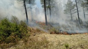 588 Fire burning in grass understory