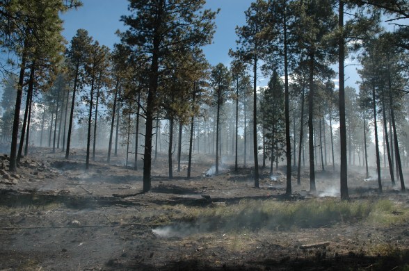 healthy mosaic of burned vegetation and green grass on the forest floor