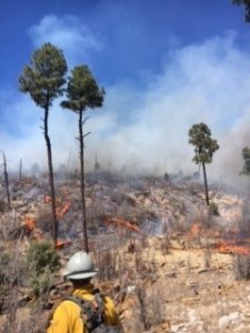 033118_Mosaic in PondoPine_sm