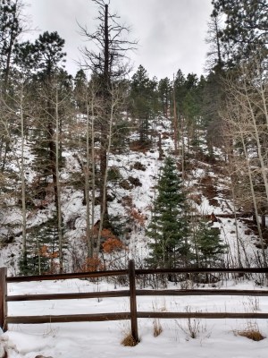 Hyde Park Burn Piles 3