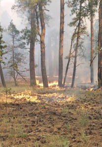Dark Canyon Fire