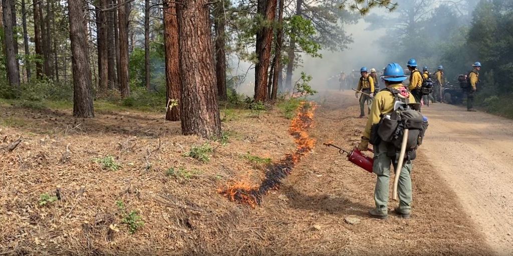 Fire crews stand on a road in a pine forest with drip torches. A small fire is burning pine needs and duff on the ground.