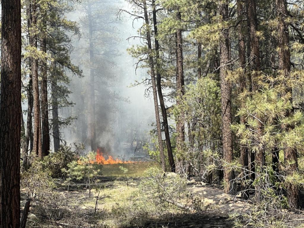 Fire burns on a forest floor.