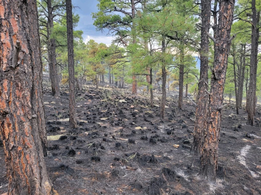 Photo from the Water Canyon Wildfire on the Magdalena Ranger District of the Cibola National Forest & Grasslands, New Mexico.