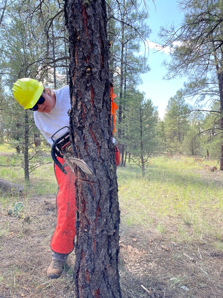 Photos courtesy of Forest Stewards Youth Corps:
FSYC crew member learning how to safely fell a tree.