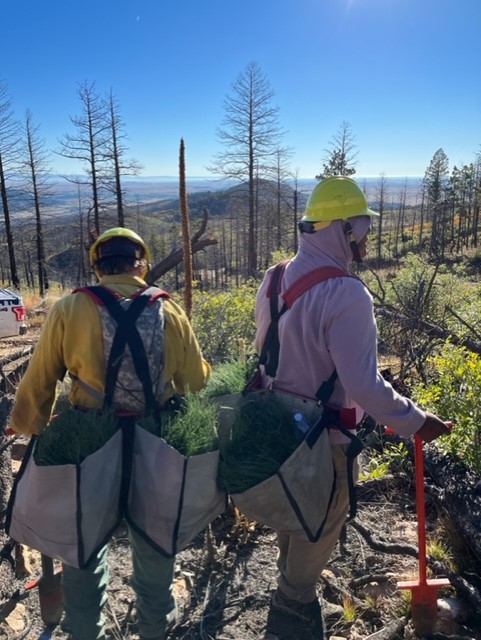 Photos courtesy of Forest Stewards Youth Corps:
FSYC crew members planting trees as a part of a forest restoration research project.