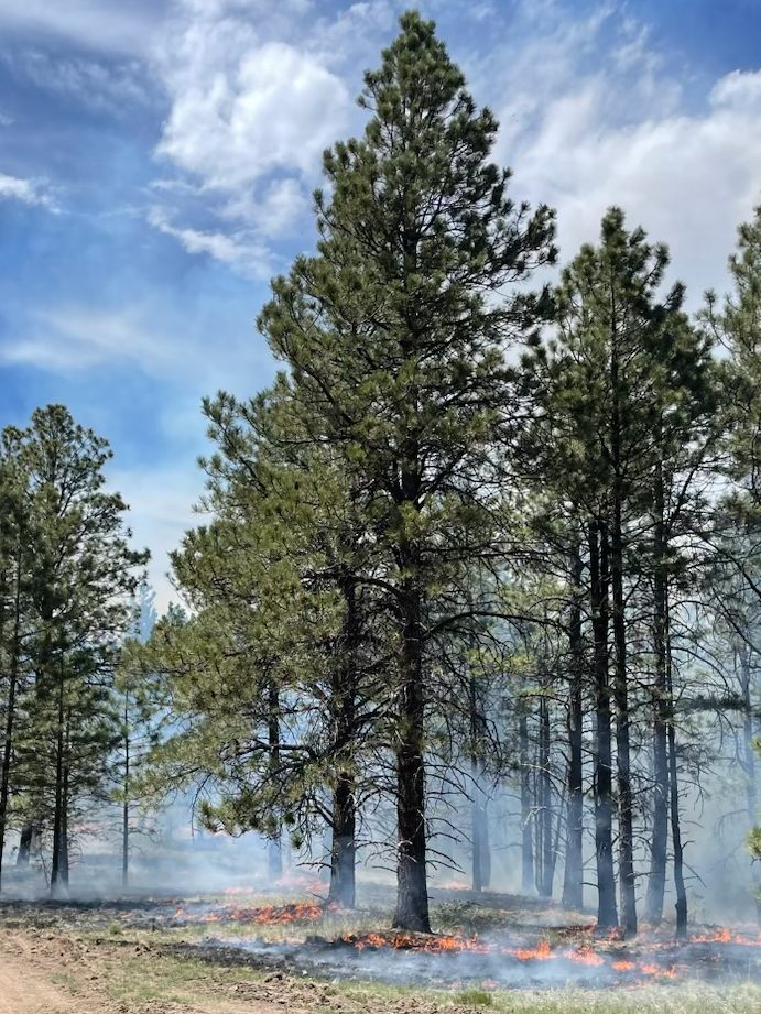 Fire burns grass in the understory of a pine forest.