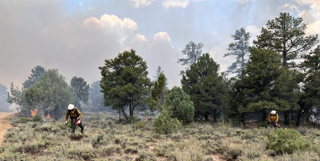 Fire crew members use drip torches to light grasses and sage brush on fire in a pine forest.