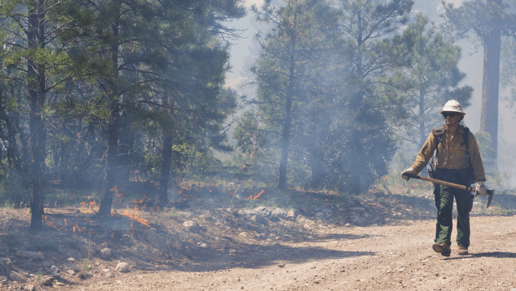 A fire crew member walks a dirt road in a forest where a surface fire is burning.