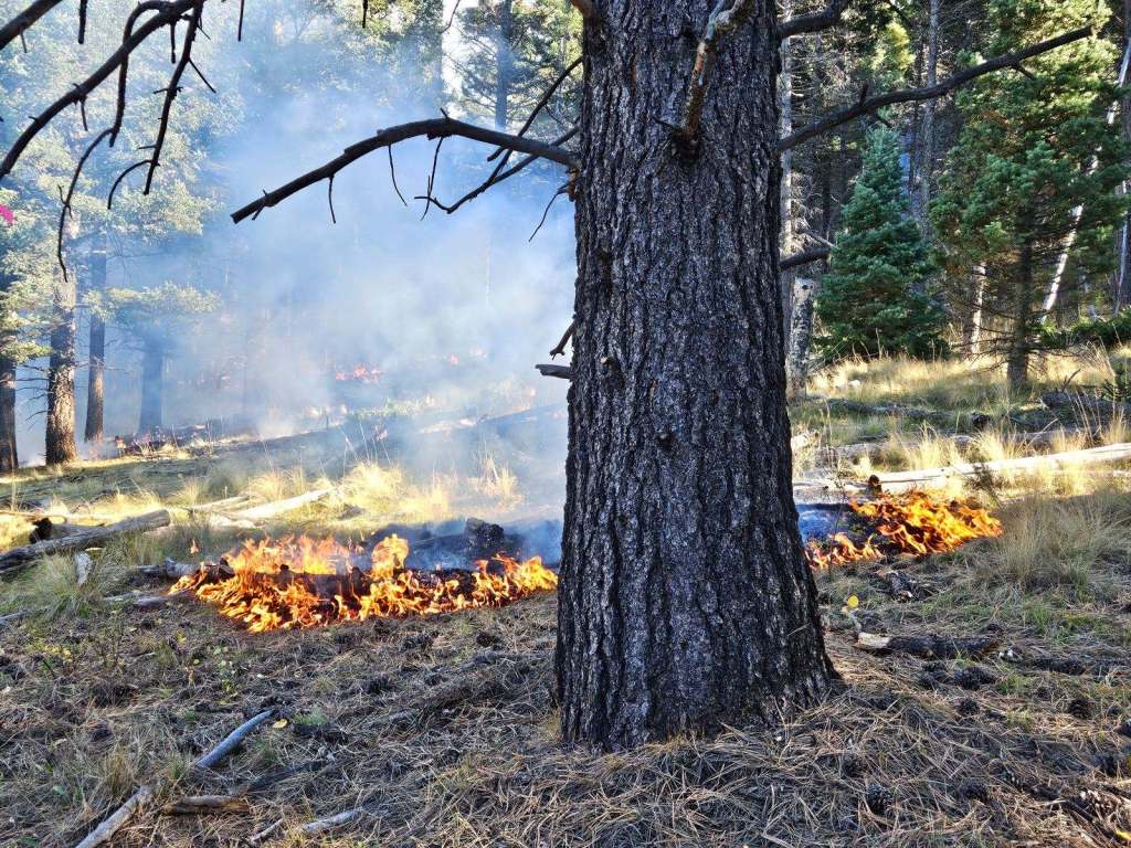 A low-intensity fire burns on the ground of a pine forest.