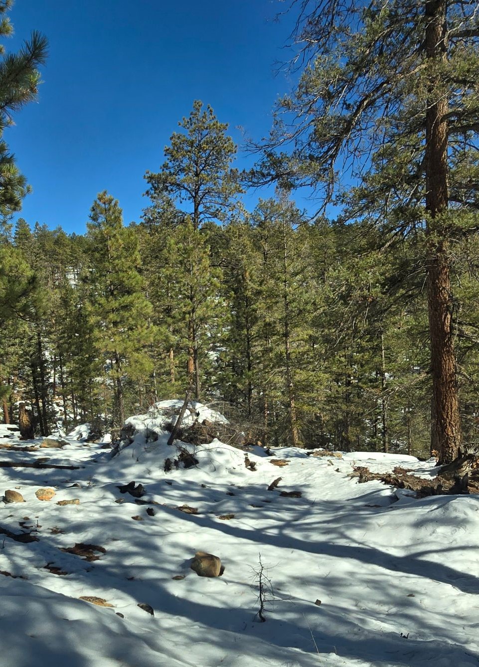 Coyote Pile Burn Units