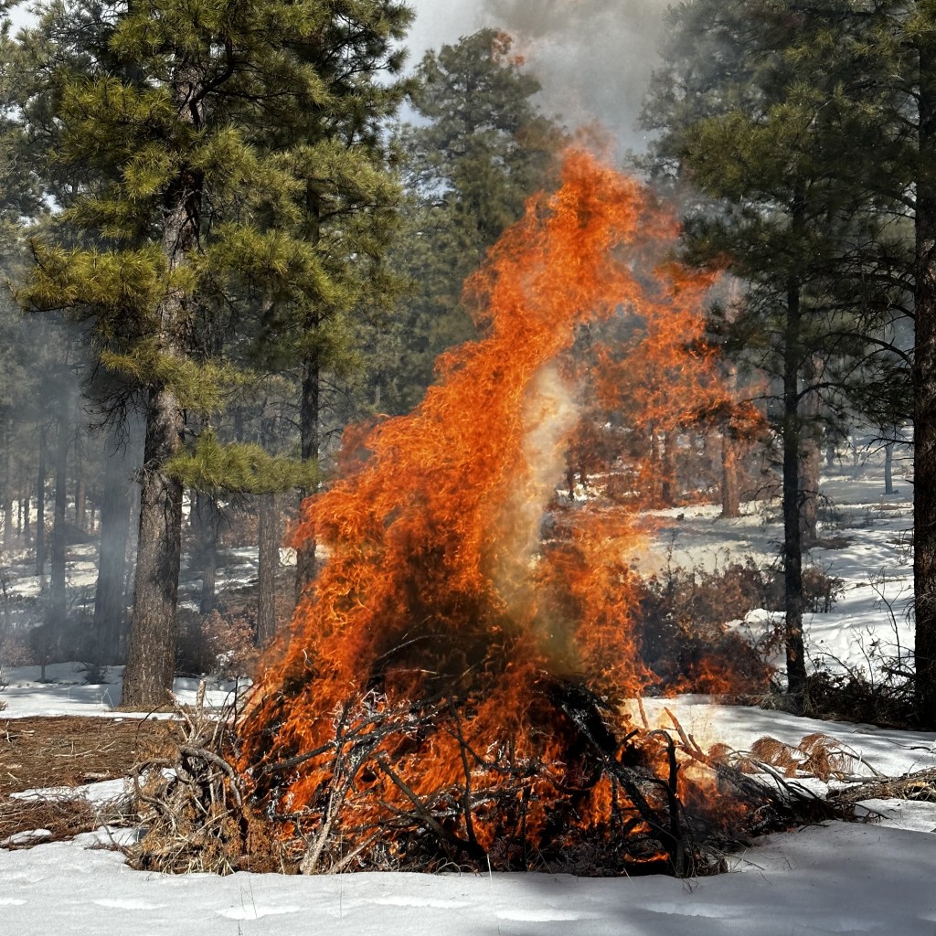 A pile of woody debris burns in a pine forest.