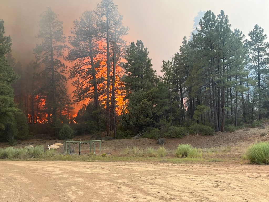 Flames rise behind a stand of pine trees.