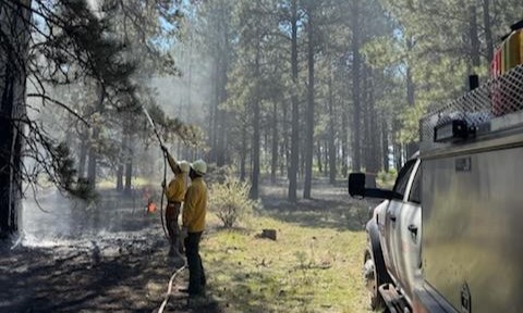 Firefigthers hose down burning pine tree branches in a forest.