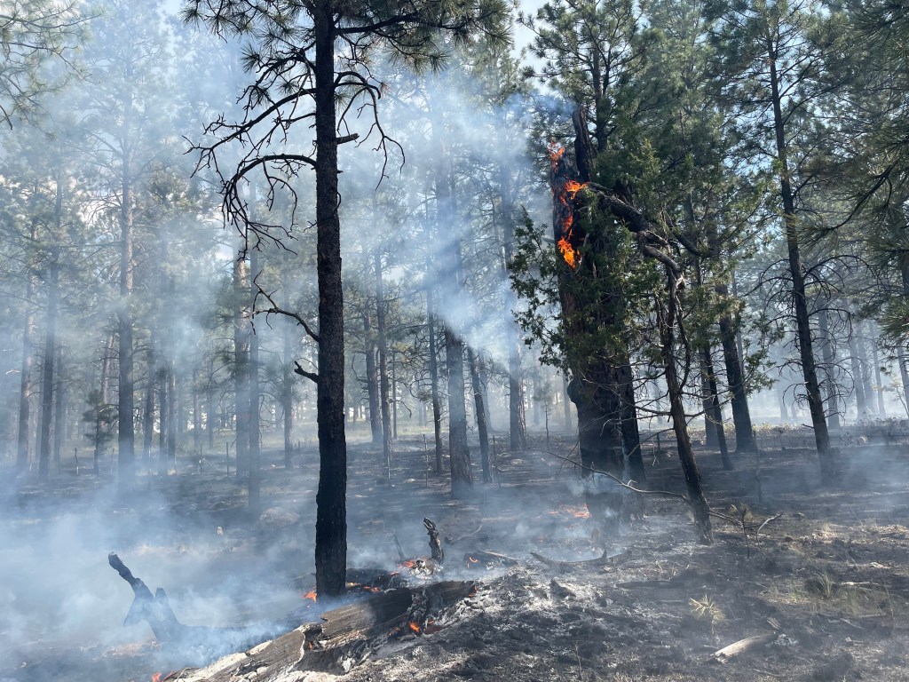 Smoke and flame rise from the ground in a pine forest. One dead tree smolders with fire atop.