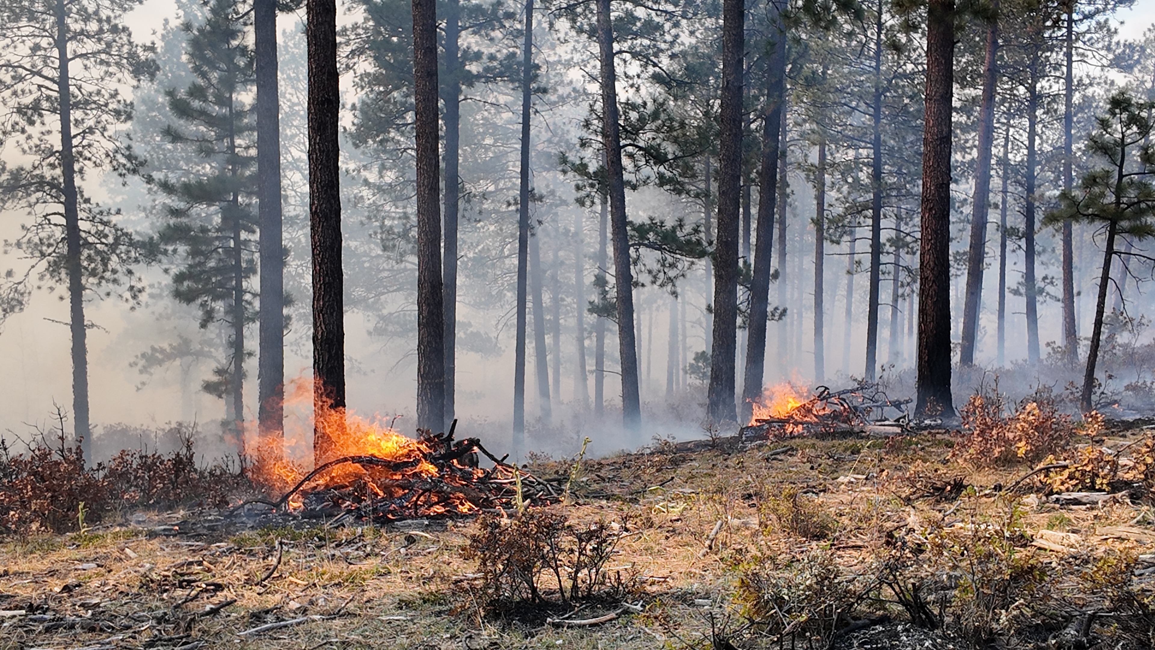 Borrego Campground Prescribed Fire