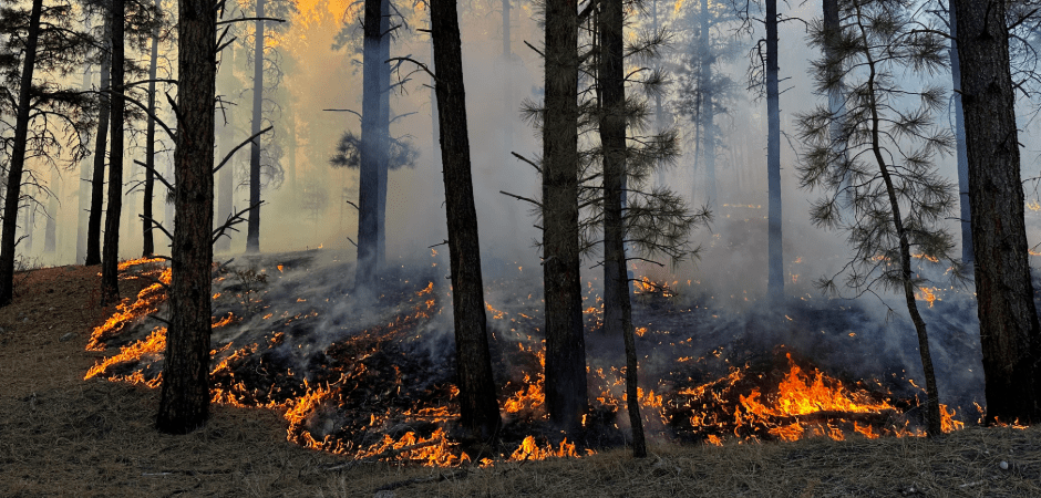 Low-intensity fire burns in the understory of a pine forest.