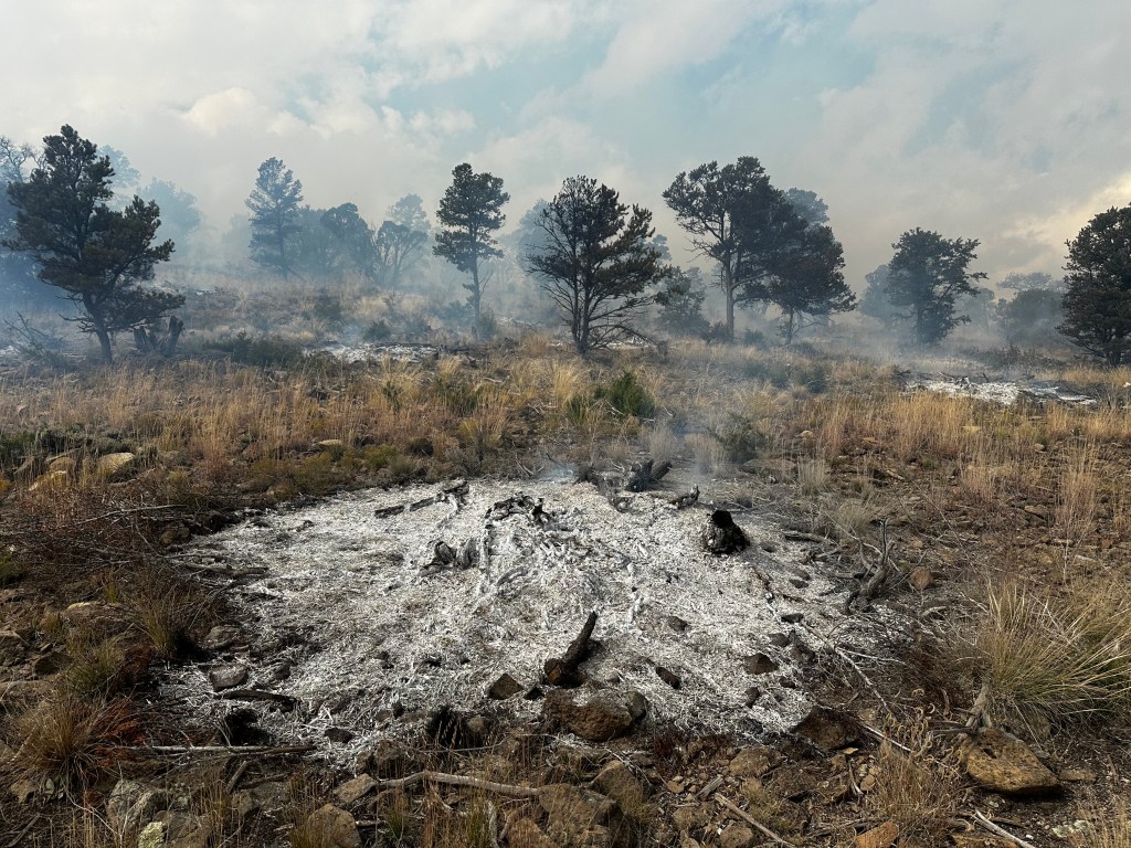 A circle of smoldering ash in a grassy forest.