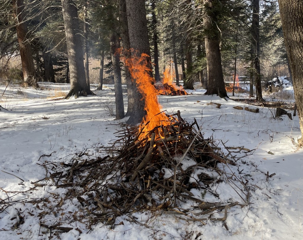 Piles of woody debri burn in a snow-covered pine forest.