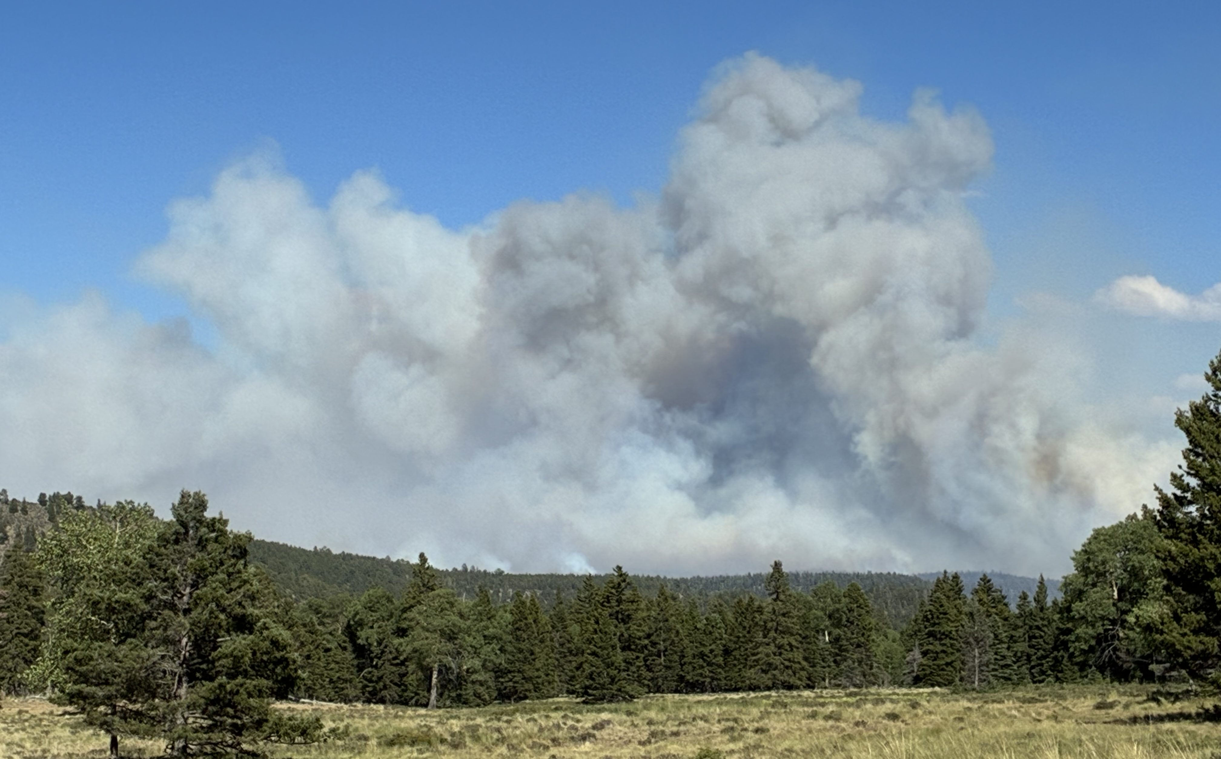 A large amount of smoke rises from a pine forest.
