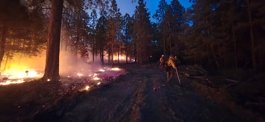 At dusk on the Beehive Fire, firefighters walk along a dirt road beside low flames and glowing embers from recent firing operations conducted a few days earlier. The intentional burn is consuming vegetation under a pine forest canopy, creating a buffer to support containment efforts and reduce the risk of the wildfire spreading beyond established control lines.